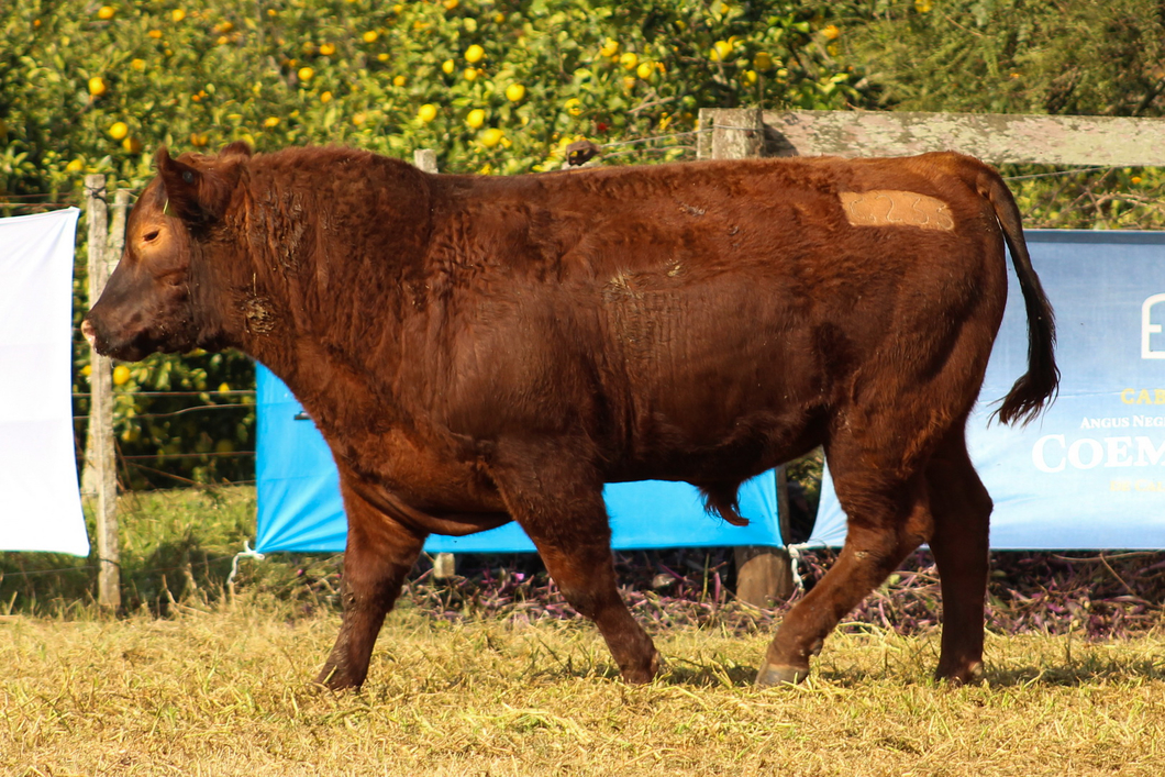 Lote CABAÑA COEMBOTÁ: RP 233