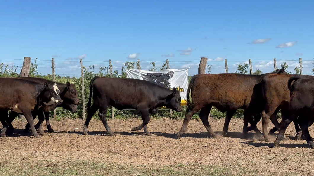 Lote 30 Terneros/as