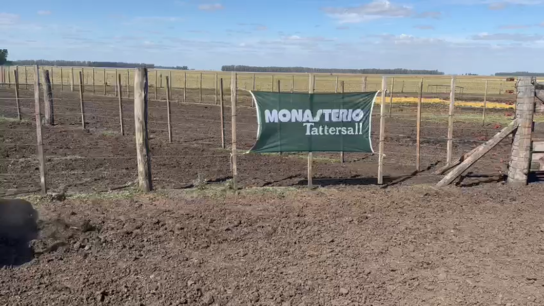 Lote 6 Toros de invernar en Tres Arroyos, Buenos Aires