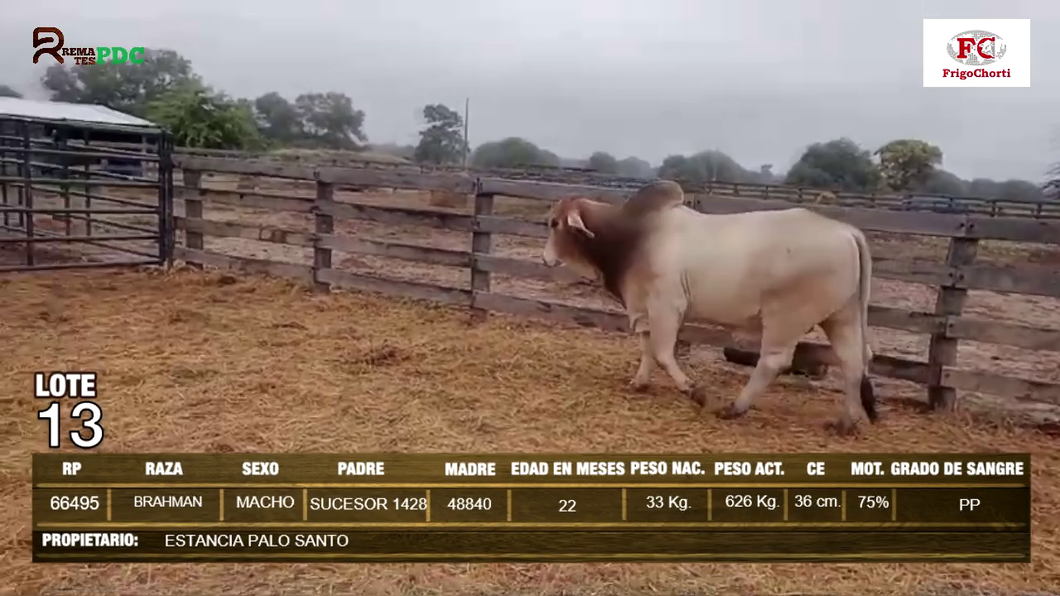 Lote Machos BRAHMAN a remate en Expo Pioneros 24 de Mayo 2024 en Pioneros del Chaco S.A.