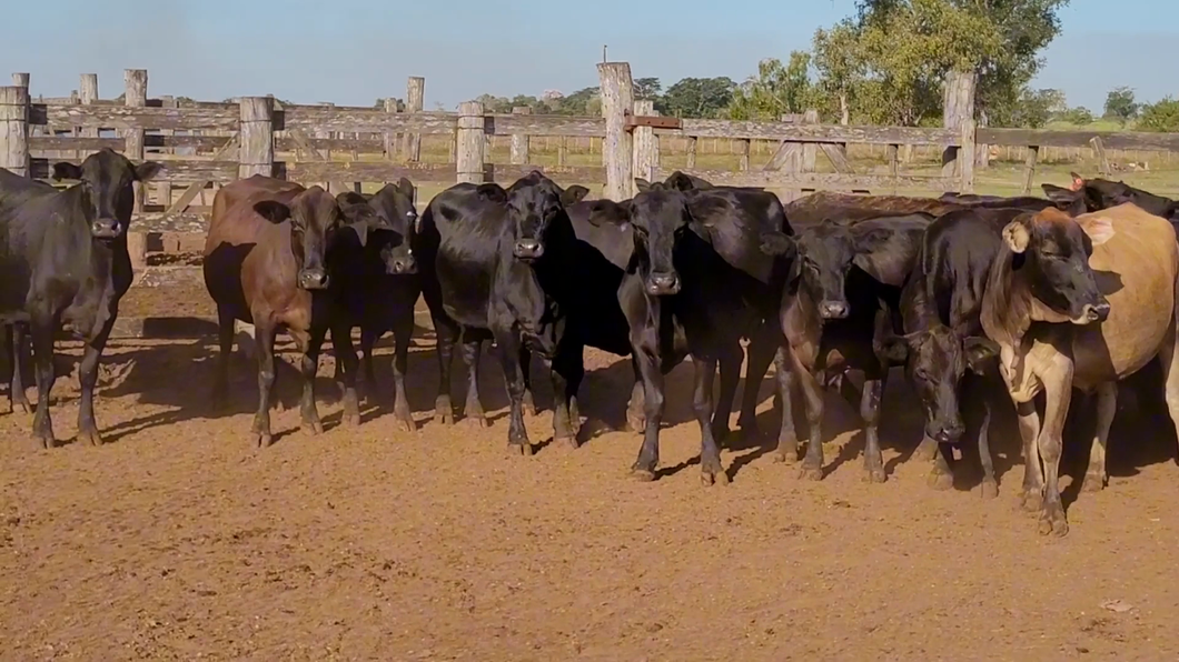 Lote 19 Vacas Preñadas en CORONEL OVIEDO, Caaguazú