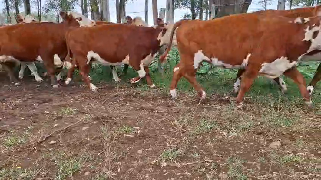Lote VACAS INVERNAR