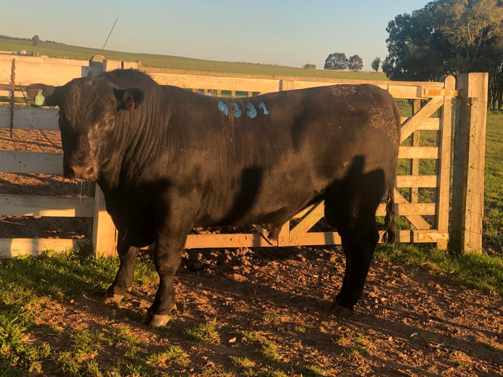 Lote LOTE 11