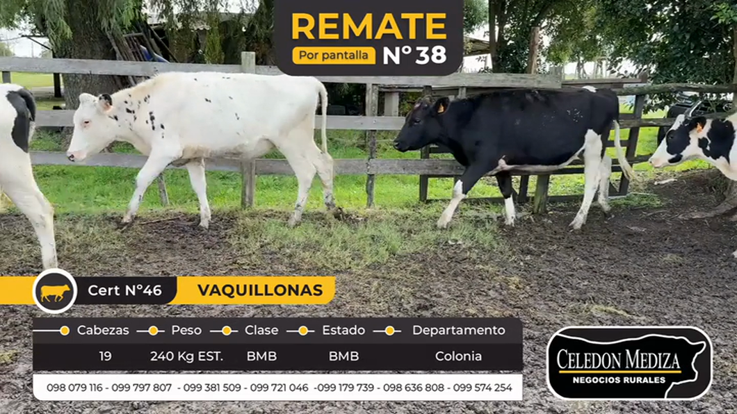 Lote 19 Vaquillonas  en Tarariras, Colonia