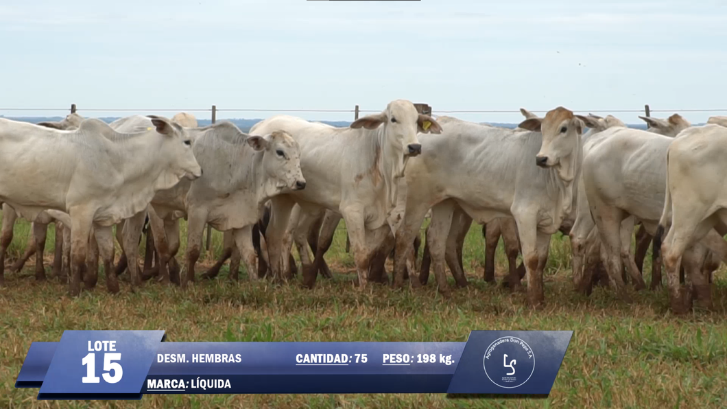 Lote Lote 15