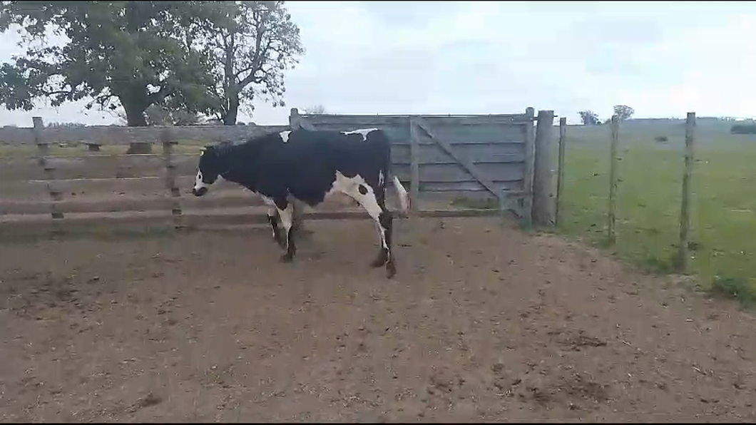 Lote 2 Vaquillonas  a remate en Aniversario 115 Años - Camy 470kg -  en Arroyo Llano