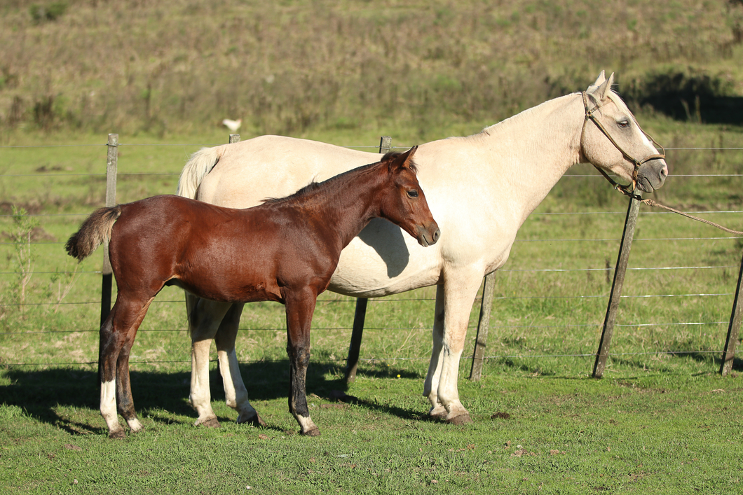 Lote Crema Salpay