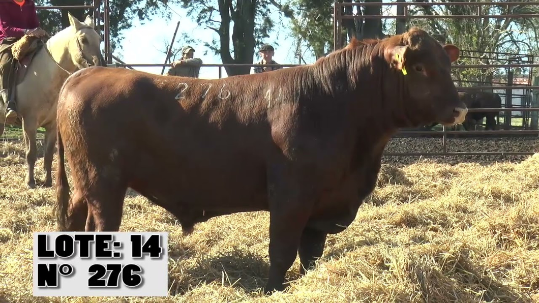 Lote 3 Toros a remate en Toros para Vaquillonas - La Empastada, Durazno