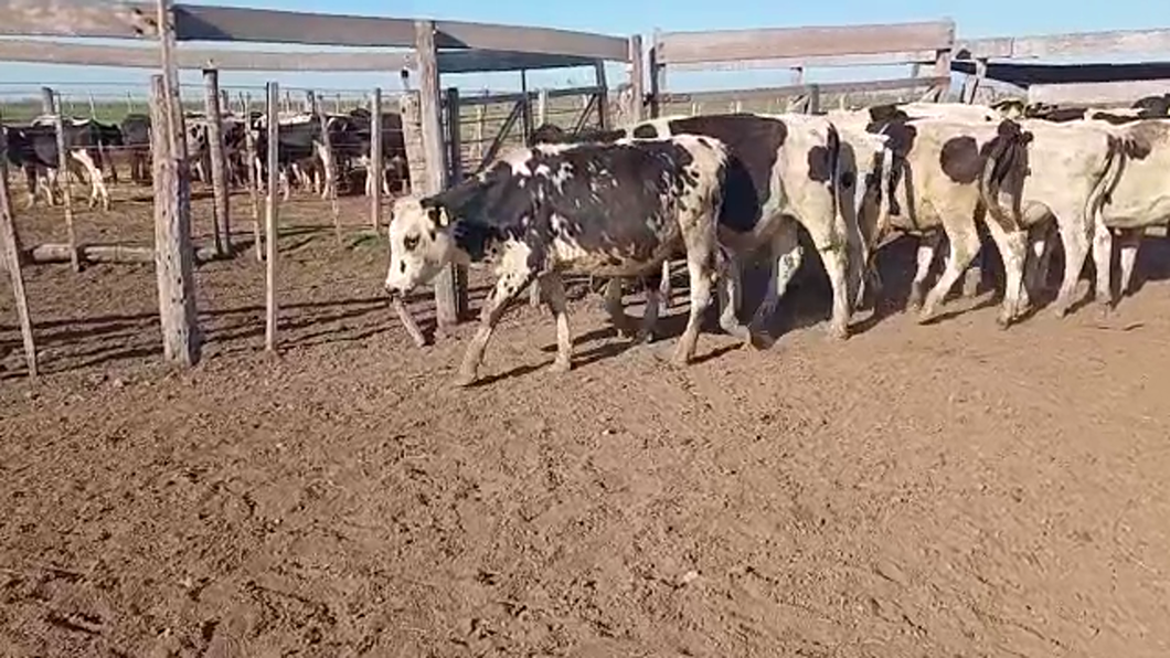 Lote 12 Novillitos Holando Argentino en Porteña, Córdoba