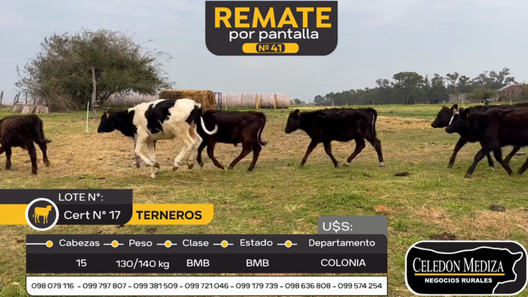 Lote 15 Terneros en Colonia