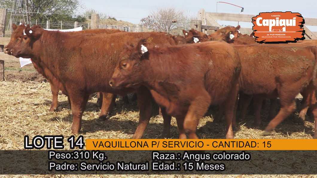 Lote VAQUILLONAS PARA SERVICIO