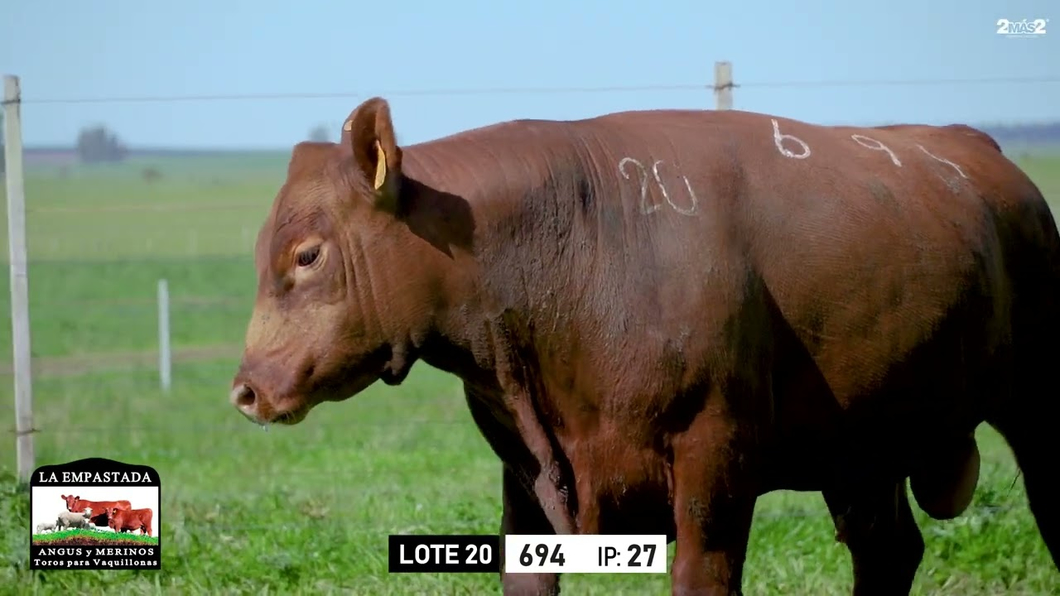 Lote Toros a remate en Toros para Vaquillonas - La Empastada, Durazno