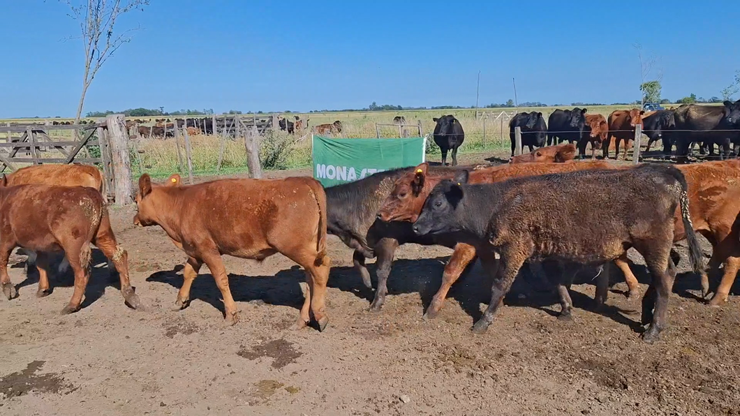 Lote 40 Terneros/as en Chivilcoy