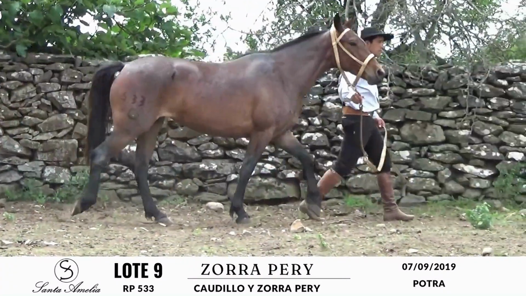 Lote ZORRA PERY