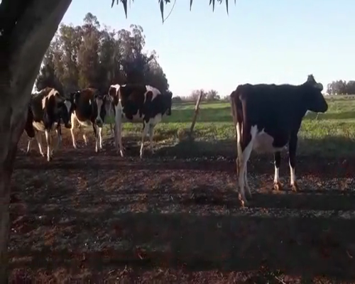 Lote 10 Vacas de Invernada HOLANDO 450kg - , San José