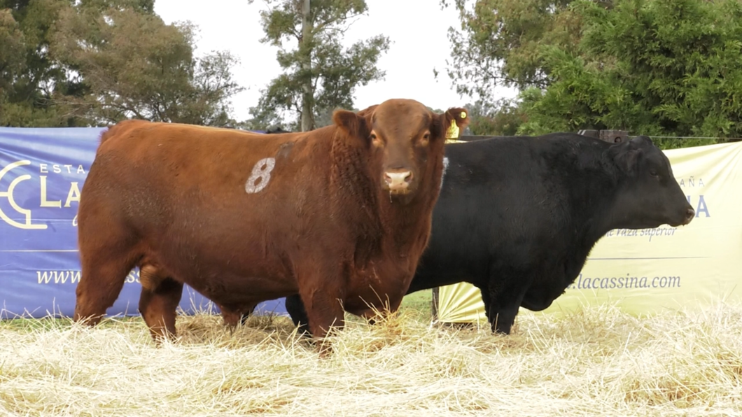 Lote TOROS ANGUS PURO CONTROLADO