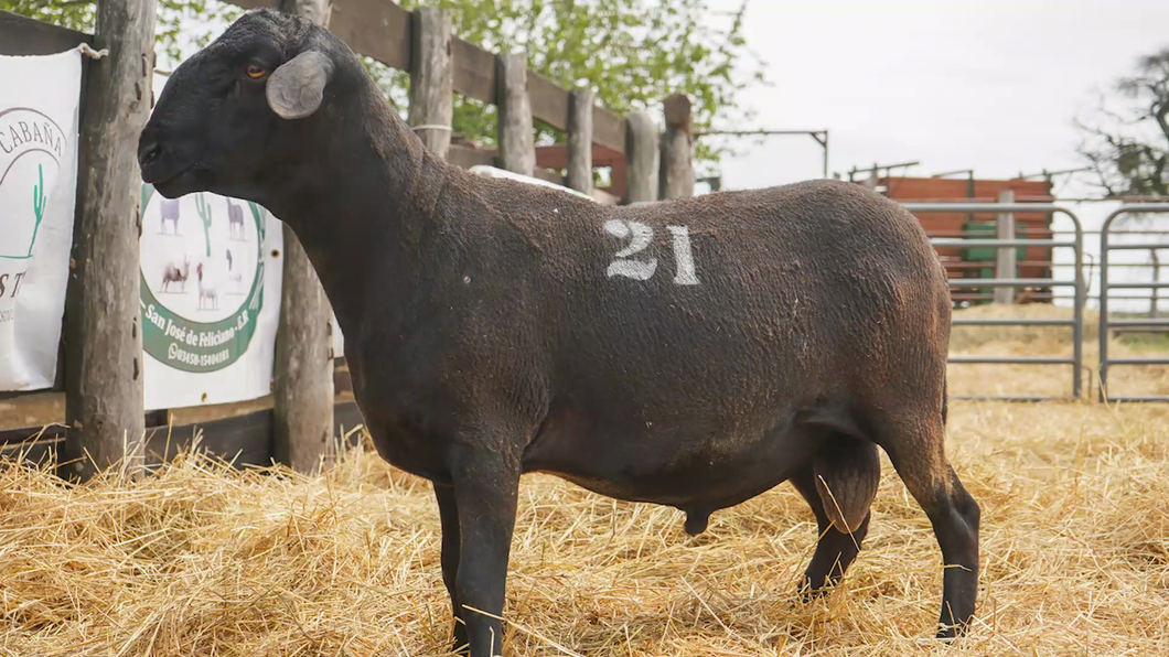 Lote SANTA INES MACHO