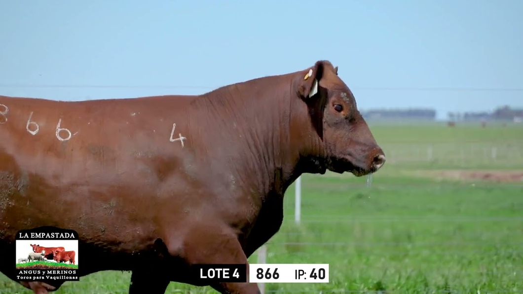 Lote Toros a remate en Toros para Vaquillonas - La Empastada, Durazno