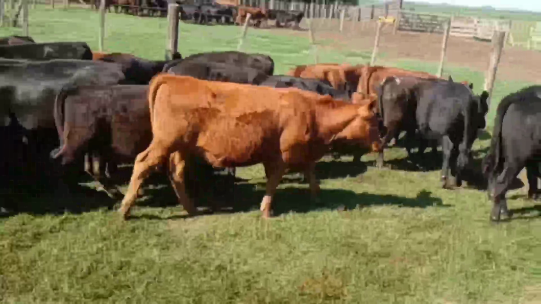 Lote 100 Terneros/as