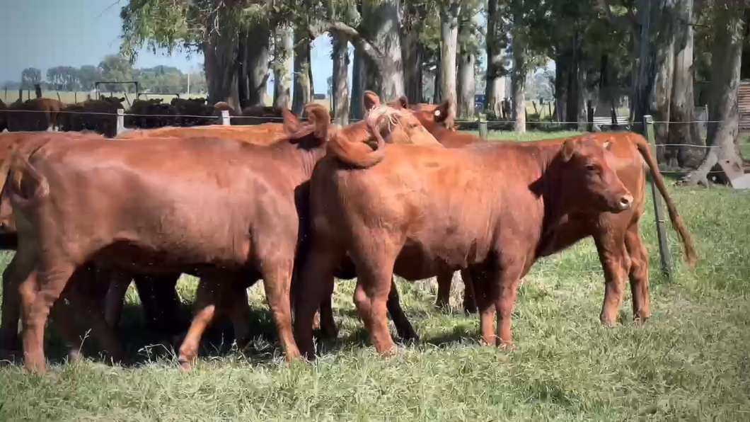 Lote 12 Vaquillonas en Monte, Buenos Aires