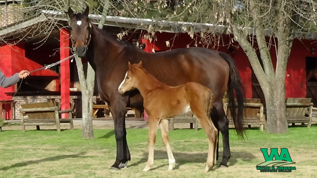 Lote BARTOLOMEA (Arg)