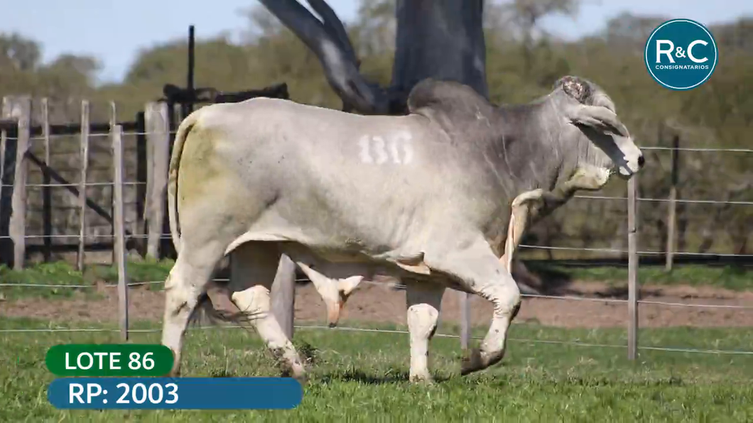 Lote Brahman