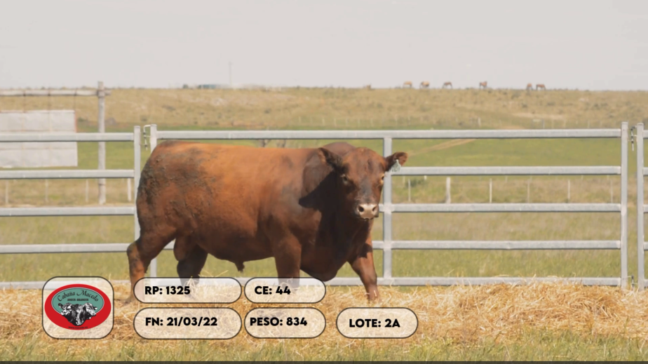 Lote 2 Toros a remate en Remate anual Cabaña Macedo, Artigas