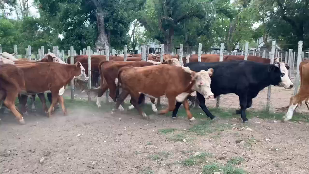 Lote 21 Novillos 2 a 3 años en Melo, Cerro Largo