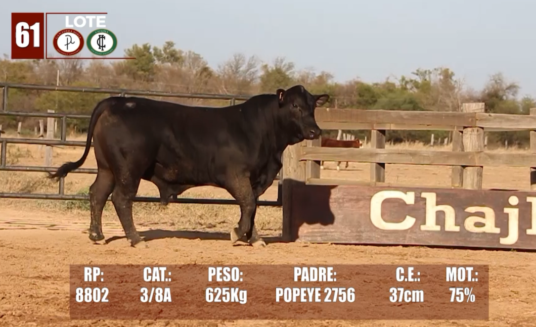 Lote Lote 61