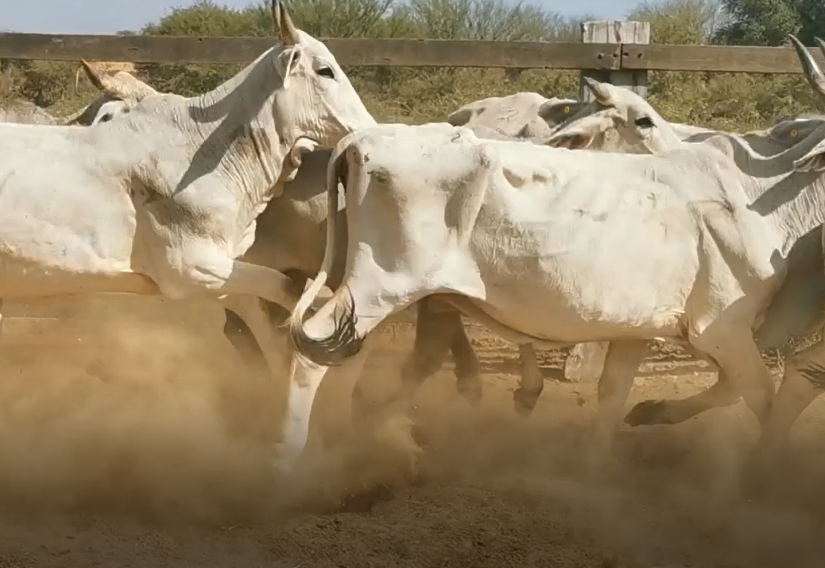 Lote VACAS CEBU