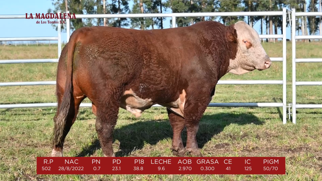 Lote 6 - POLLED HEREFORD PI