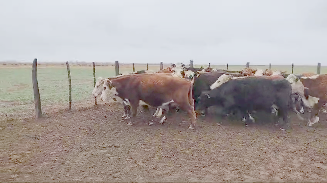 Lote 30 Vacas medio uso C/ gtia de preñez