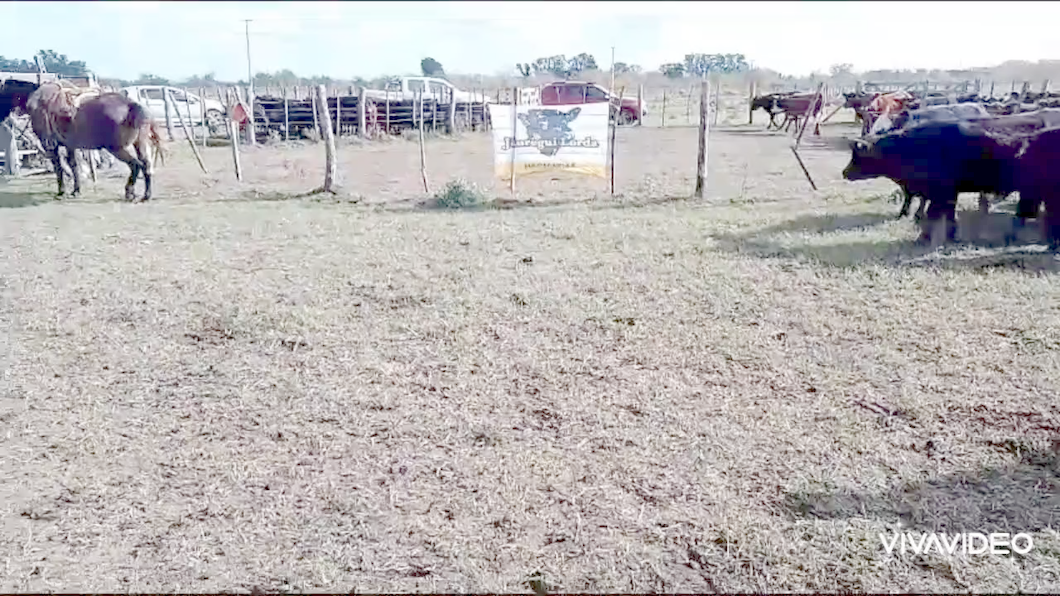 Lote 170 Vacas nuevas en Gral. Lamadrid, Buenos Aires