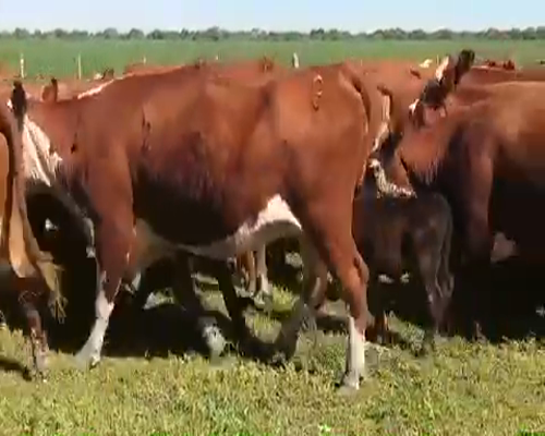 Lote 50 Vacas medio uso C/ cria en Villaguay, Entre Ríos