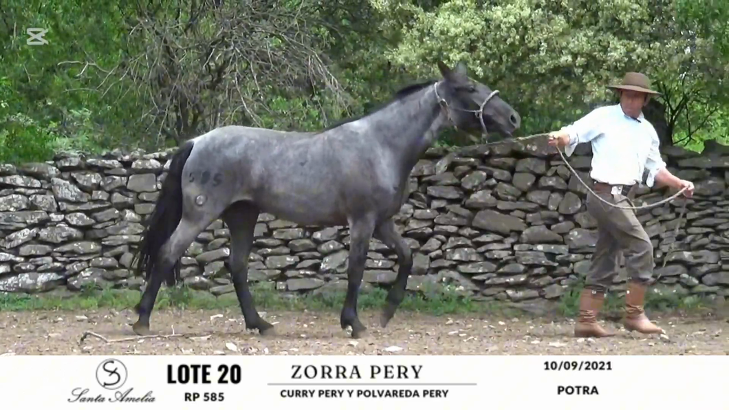 Lote ZORRA PERY