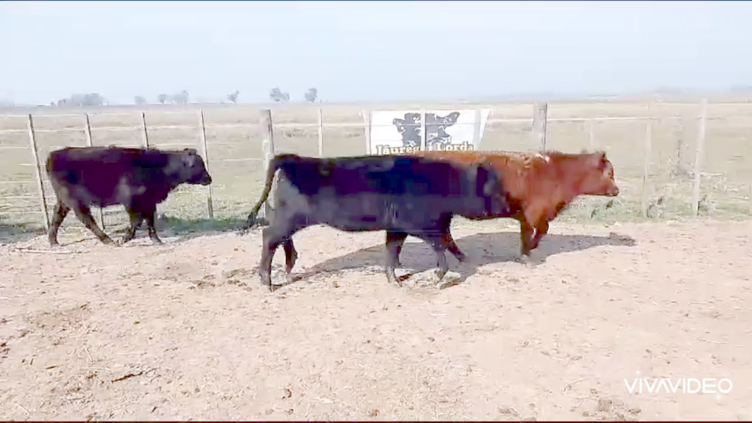 Lote 24 Terneros/as en Cañuelas, Buenos Aires