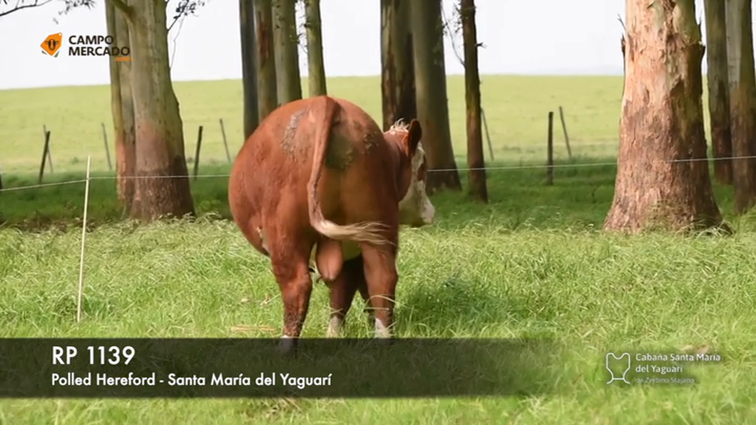 Lote Toros Hereford P.I a remate en Subasta Santa Maria del Yaguari, Tacuarembó