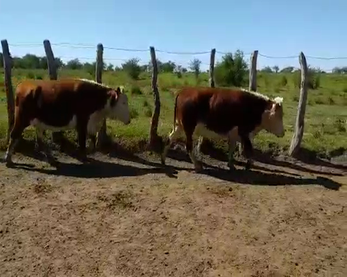 Lote 35 Vacas CUT  en Sauce, Corrientes