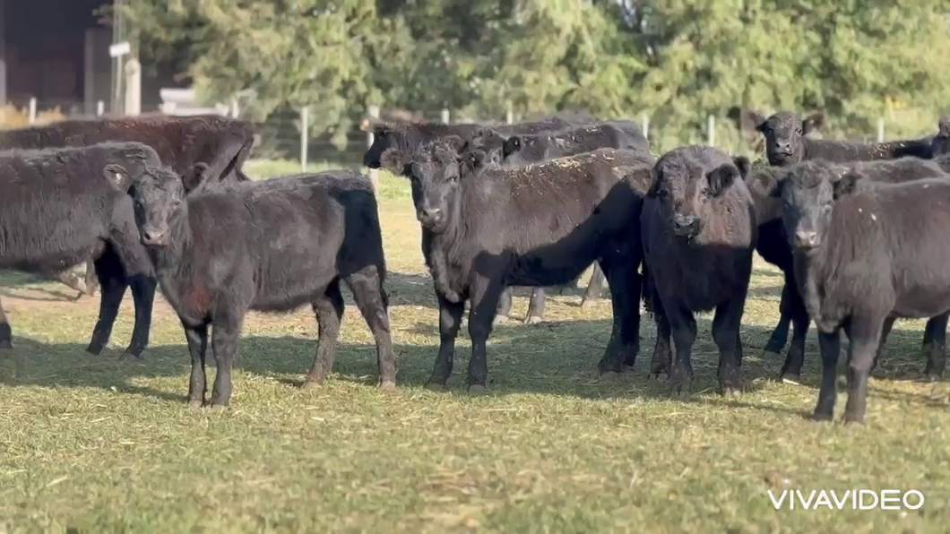 Lote 110 Terneras