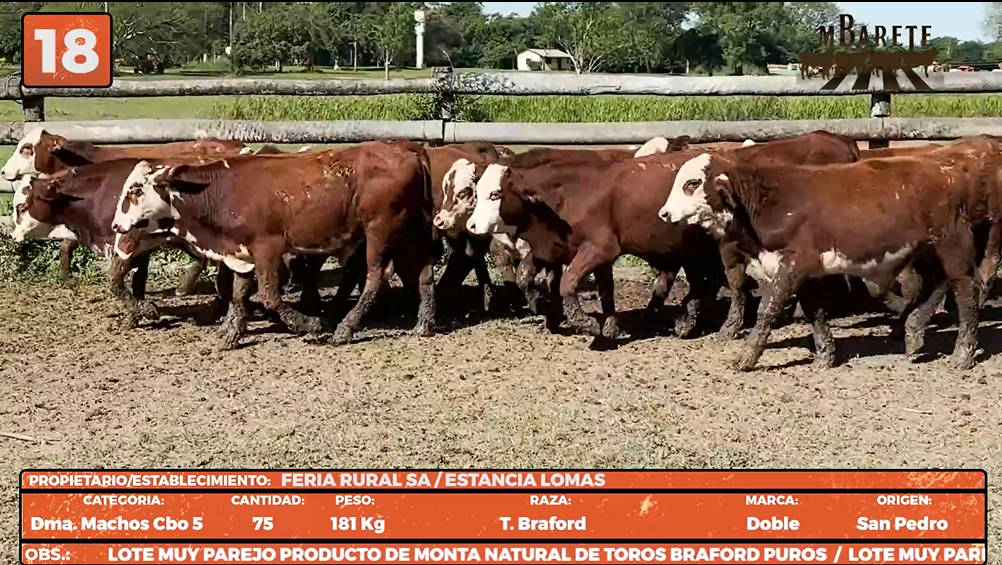 Lote LOTE 18