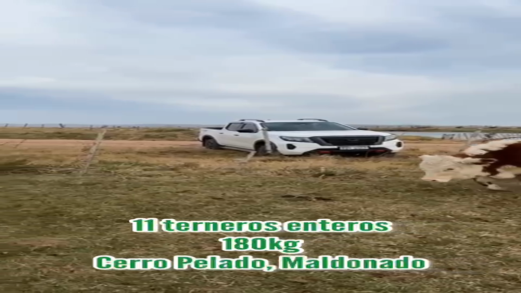 Lote Terneros enteros