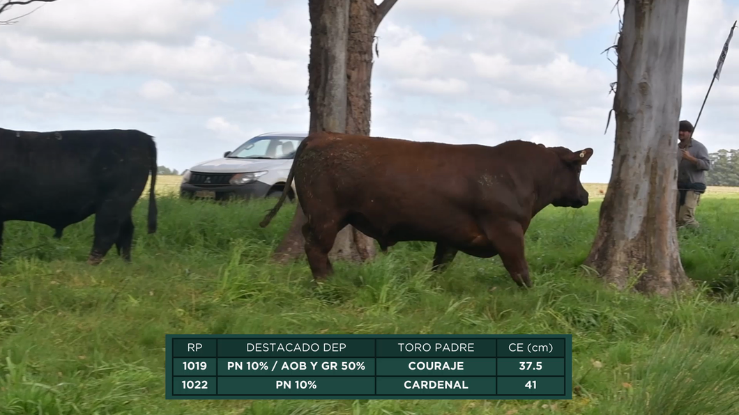 Lote Toros a remate en 16º Remate Anual La Campana de Ardao, Treinta y Tres