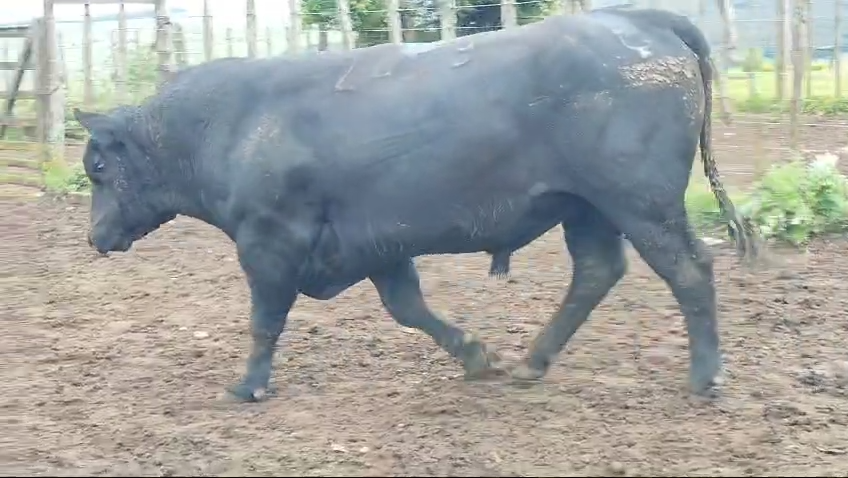 Lote Toros Roca Negra