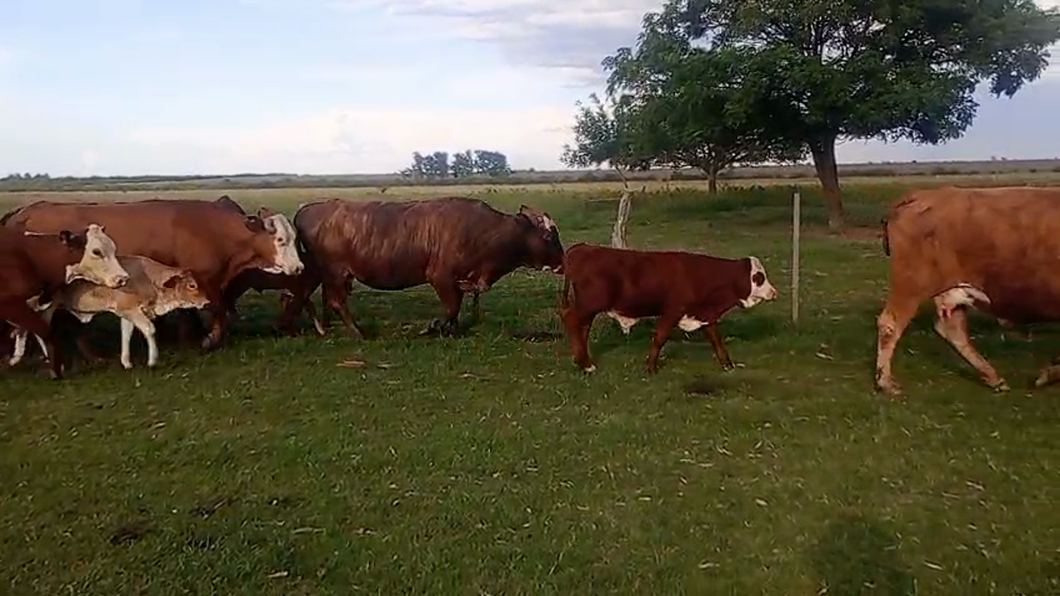 Lote 20 Vacas con Cría