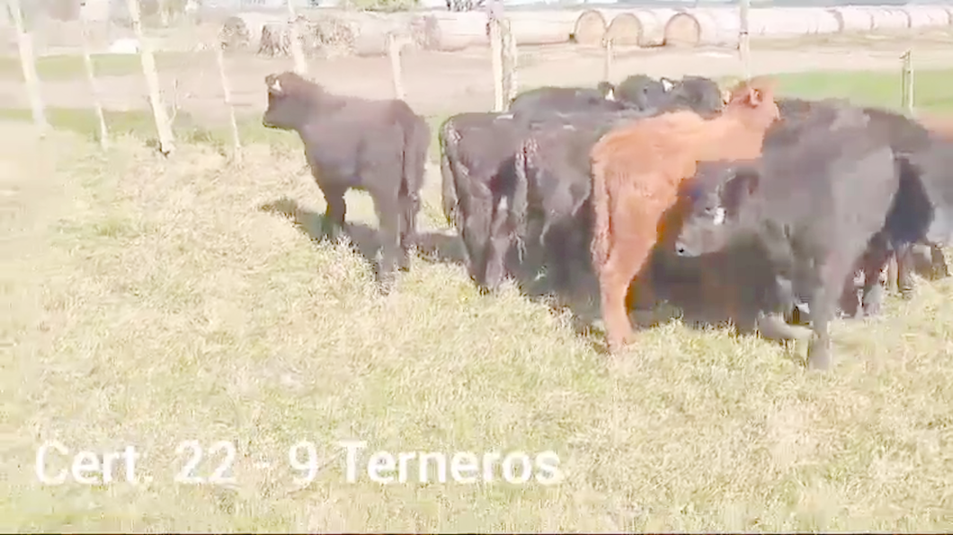 Lote TERNEROS