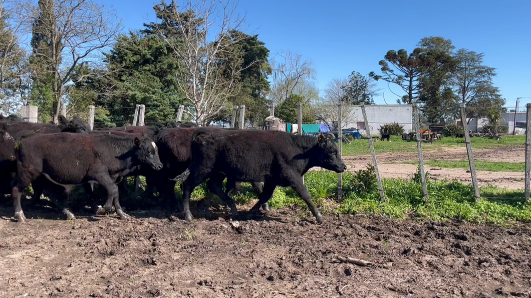 Lote TERNEROS