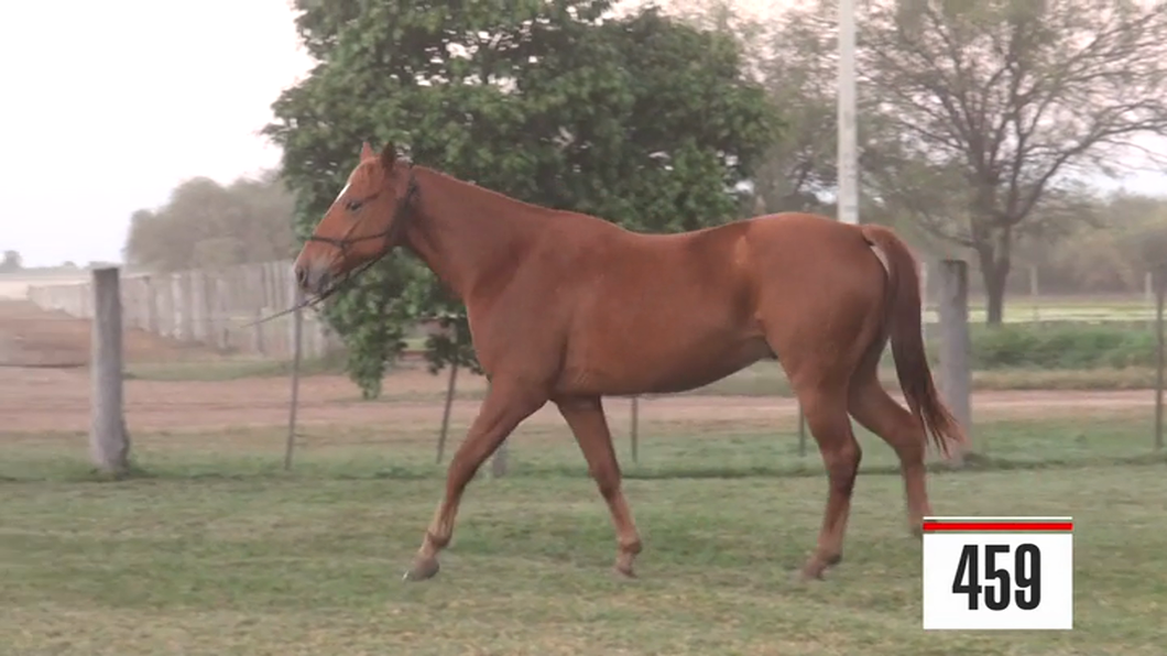Lote Cuarto de Milla