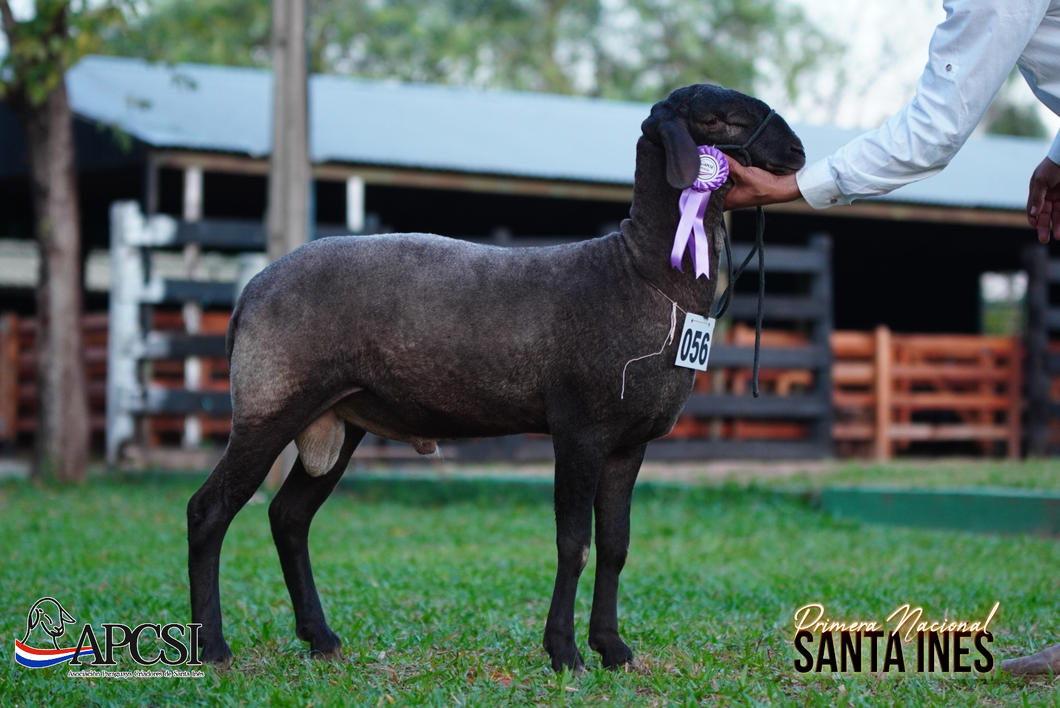 Lote Nacional Santa Inés Bozal - Lote 58