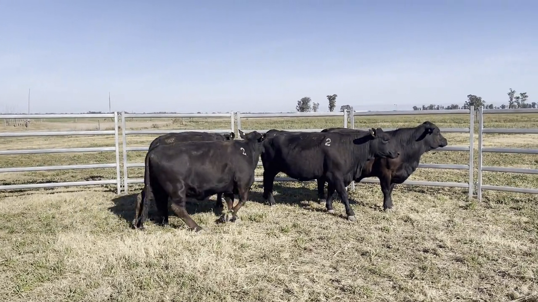 Lote VACAS BRANGUS, Cabaña "EL MATACO"