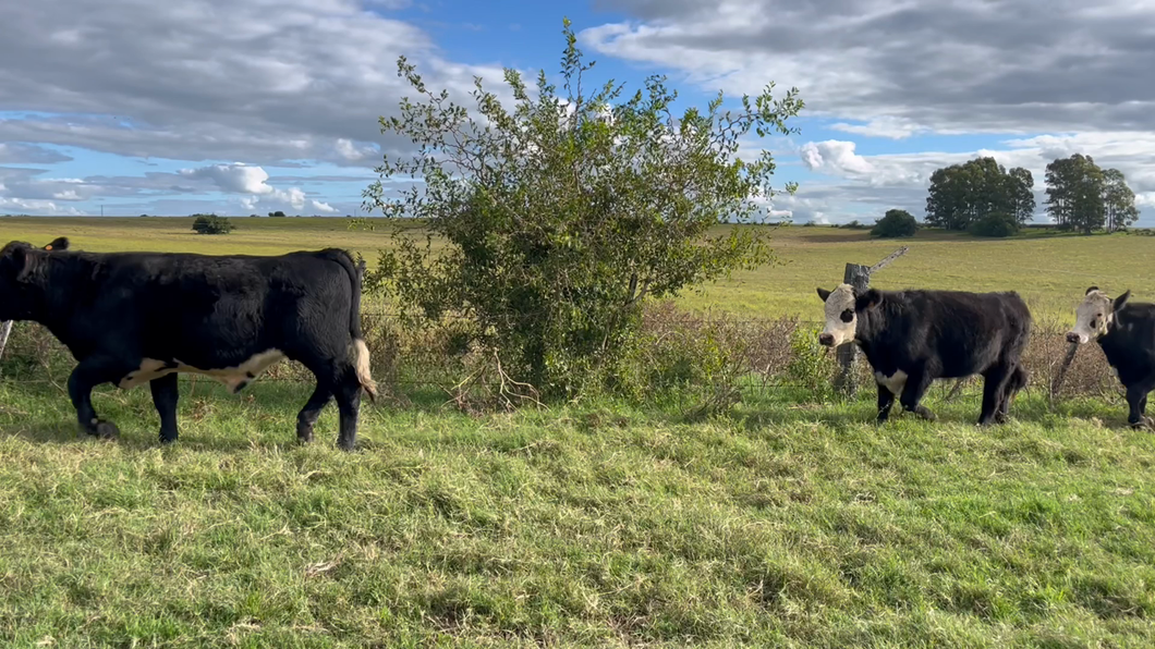 Lote NOVILLOS 1 a 2 AÑOS